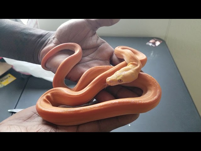 Baby Reticulated Python Unboxing