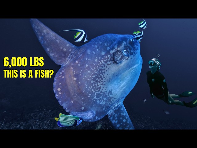 Ocean Sunfish: The 6,000 lb. Fish That FORGOT How To Swim