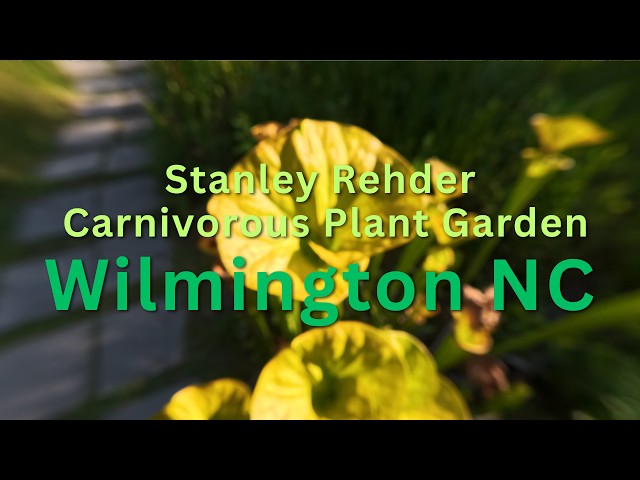 Wilmington's Carnivorous Plant Garden | 4K Travel in North Carolina