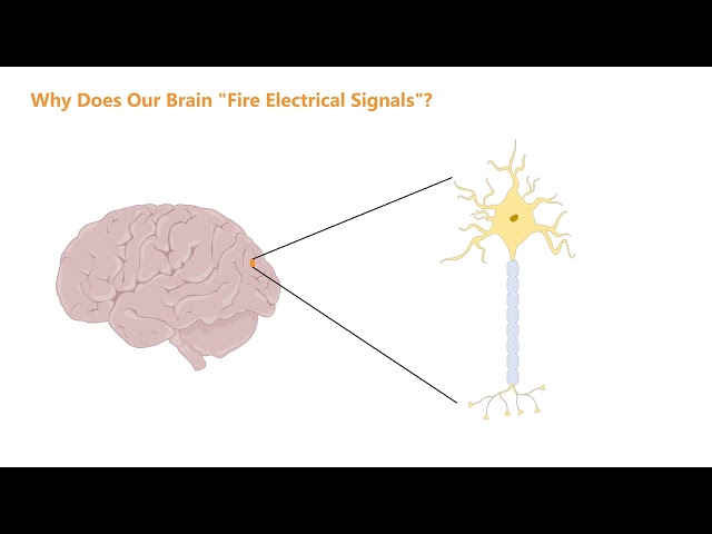 1-2 Why Does Our Brain Fire Electrical Signals