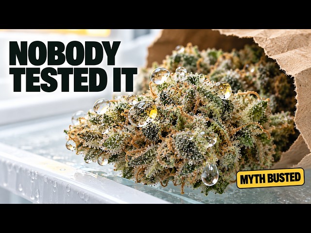 Cold Drying Cannabis: Fridge vs Wine Cooler vs Room Temp (Lotus Drying Method Explained)