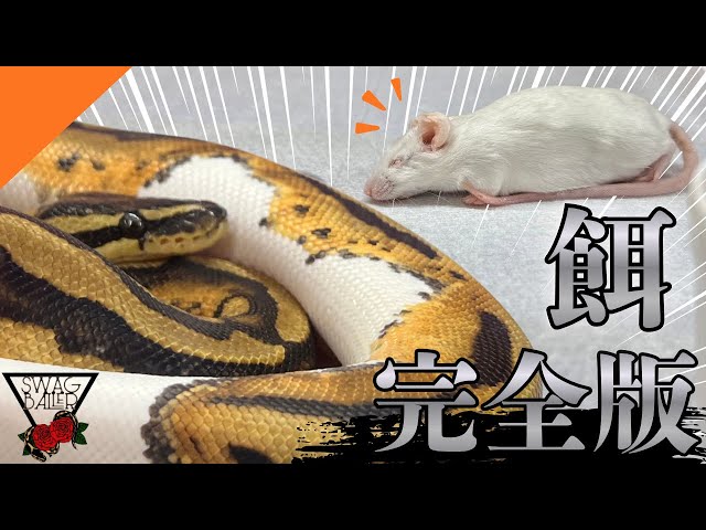 [Crucial] How to Properly Feed a Ball Python: Feeding Techniques Based on How You Hold Them #pets...