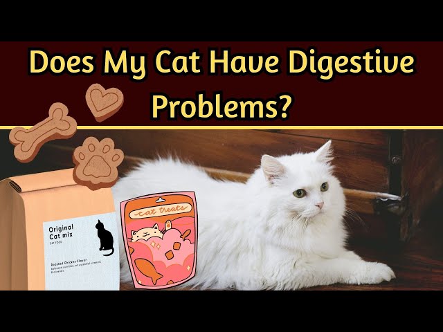 10 Warning Signs Of Digestive Issues In Cats