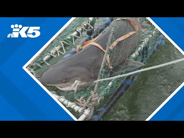Two new species of shark found in Puget Sound