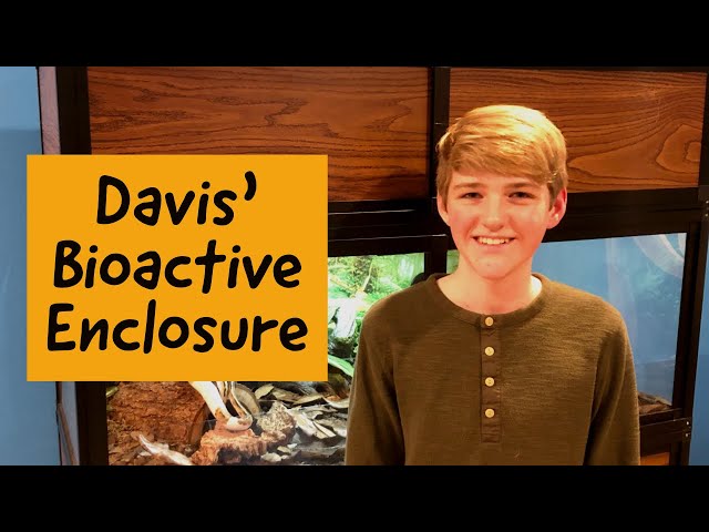 Davis' Bioactive Ball Python Enclosure
