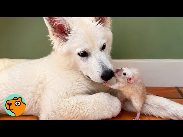 Big Dog Falls in Love With Two Tiny Rats | Cuddle Buddies