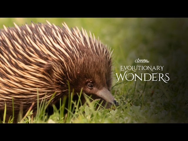 The Unique Australian Short-Beaked Echidna | Evolutionary Wonders