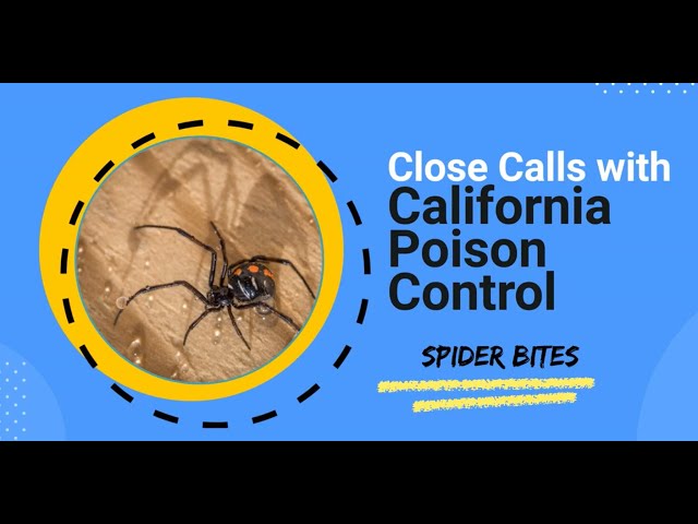 Close Calls with CPCS: Spider Bites