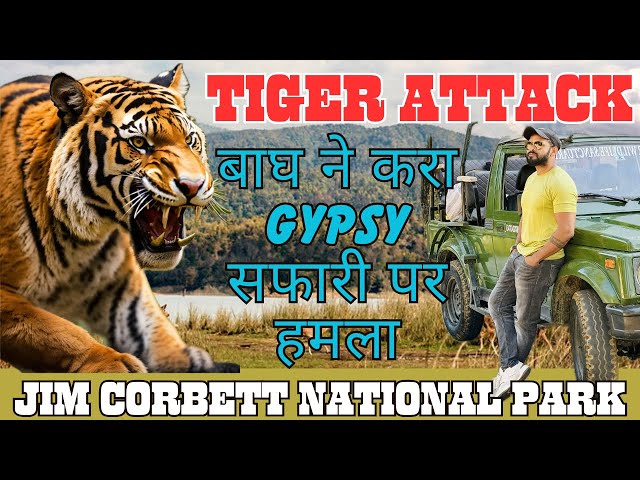 Unforgettable Encounter: Tiger's Mock Charge in JimCorbett National Park Tigers