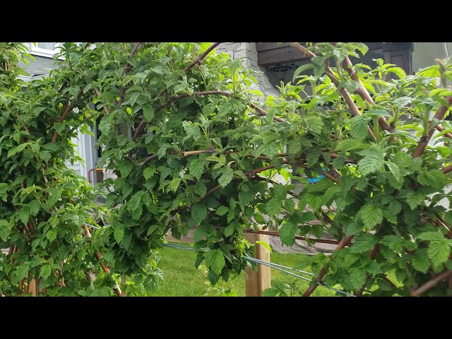 How To Maintain Raspberry Patch for More Organized Berry Growth