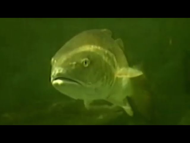 Facts: The Red Drum