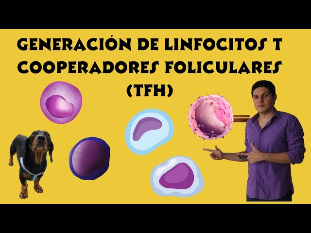 Generación de Linfocitos T Cooperadores Foliculares (Tfh)