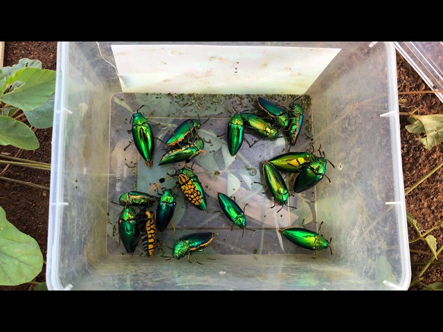 Finding Rare Jewel Beetles and Longhorn Beetles in the Wild