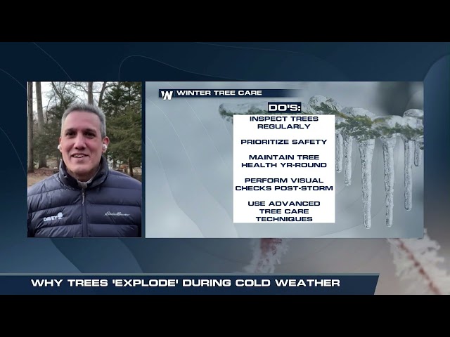 Explaining if Trees Explode During Extreme Cold