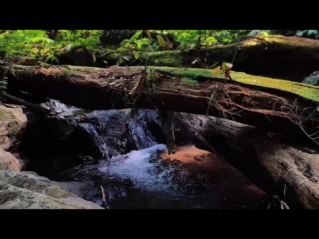 Relaxing Piano Music – Healing Vibes & River Flow for Peaceful Meditation and Rest