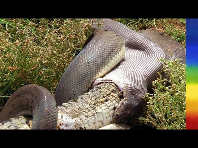 Attack of the Giant Pythons in Florida - National Geographic Documentary