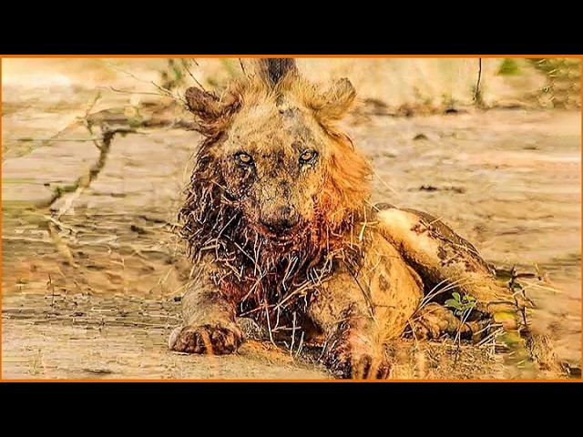 Craziest Lion Attacks Ever Caught On Camera | Animal Fights #8