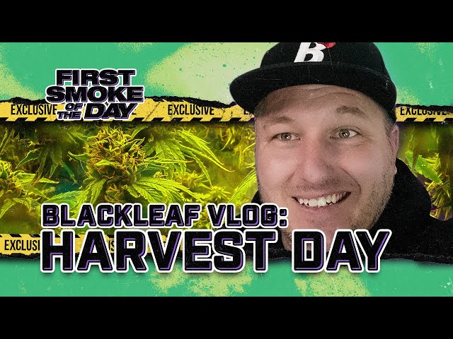 Blackleaf VLOG: Harvest Day at the New Facility, Platinum Cookies & Zerbert