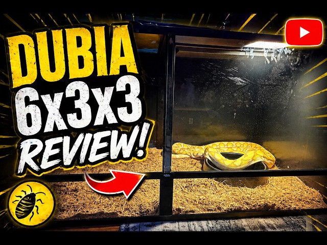 Dubia 6x3x3 REVIEW!!