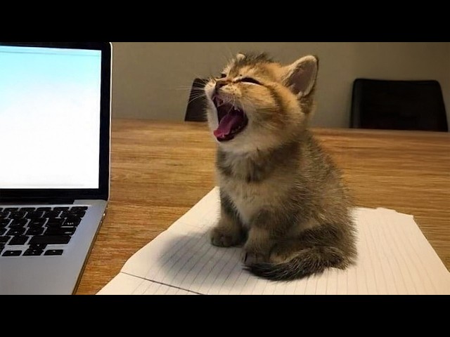 Cute KITTENS Have Too Much Energy 🤣 Funny Cats Video 2026