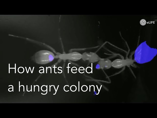 How ants feed a hungry colony
