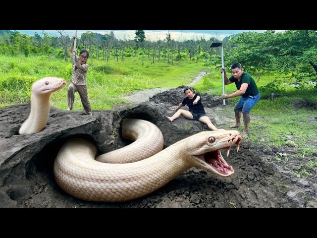 Brave Female Hunters Dig Out and Catch a Giant White Python with Their Bare Hands