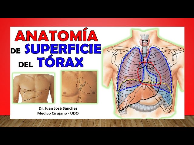 🥇 SURFACE ANATOMY OF THE THORAX. External Projection of the Organs