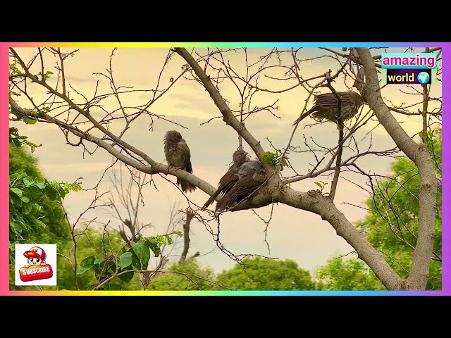 Birdsong game wildlife entertainment videos 