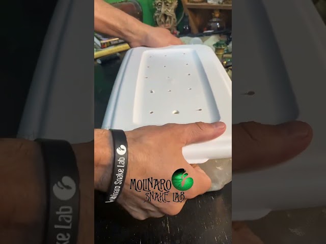 🐍 What happens after my ball pythons lay eggs 🧪