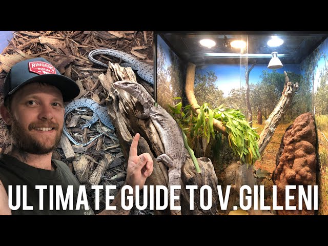 The ULTIMATE varanus gilleni care guide | Pygmy Mulga Monitor | Gillens monitor lizard