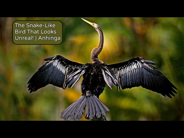 The Snake-Like Bird That Looks Unreal! | Anhinga