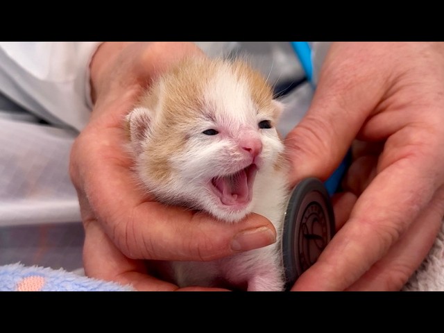 SmudgeBob the tiniest special kitten gets her first vet exam!