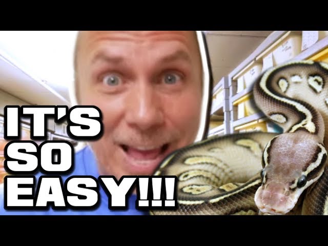 SNAKE GENETICS LEARNED IN MINUTES!!! | BRIAN BARCZYK