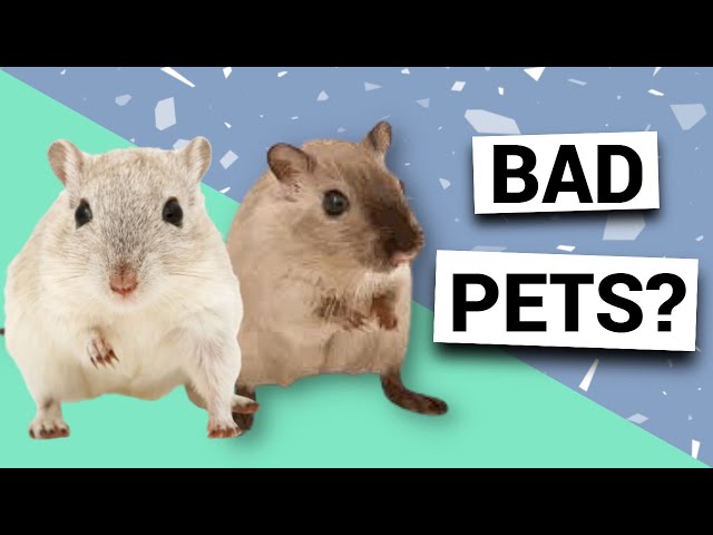 Are gerbils bad pets? | Pros & cons of owning gerbils