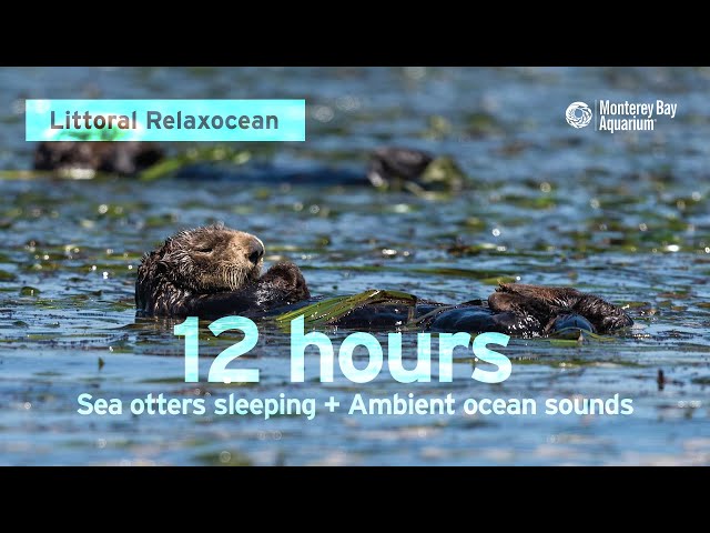 12 Hours Of Sea Otters Sleeping In Monterey Bay | Ambient Ocean Sounds | Littoral Relaxocean