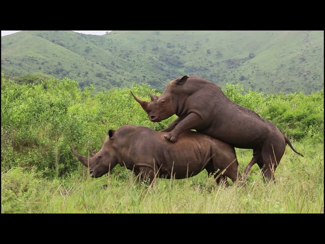 White Rhinos Mating in Hluhluwe