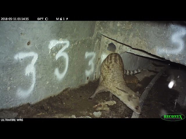 陽明山國家公園生態廊道系列 動物的二三事【麝香貓】