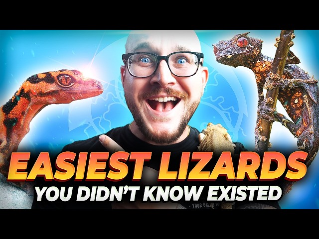 The 5 BEST Beginner Lizards You've Never Heard Of!