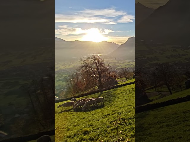 Relaxing Swiss Farm Ambience