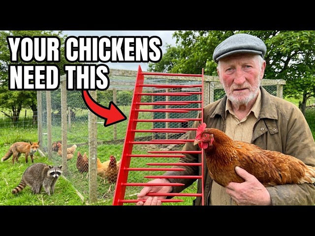 How to Build a Predator-Proof Chicken Run Around Your Coop — The Scottish Method