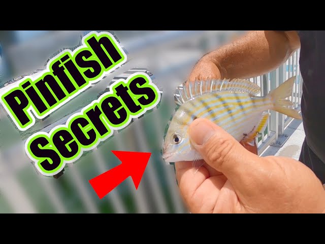 How To Catch Pinfish The Easy Way, No Trap Or Net Needed (Rigs and Where To Find Pinfish For Bait)