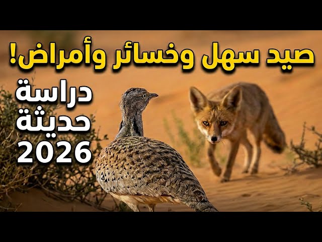 خسائر وأمراض وصيد سهل للثعالب قبل الصقور! - دراسة حديثة 2026 تكشف فشل وخدعة إكثار الحبارى في الأسر!