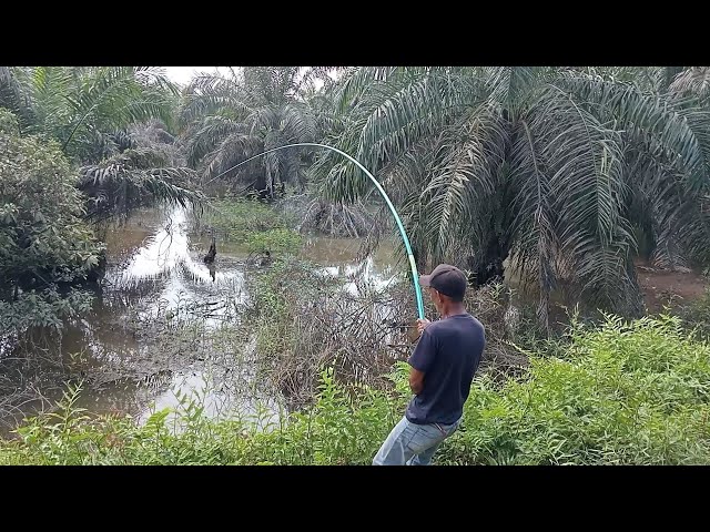 TEHNIK KILLER MANCING IKAN GABUS || video kompilasi strike mancing tegek gabus