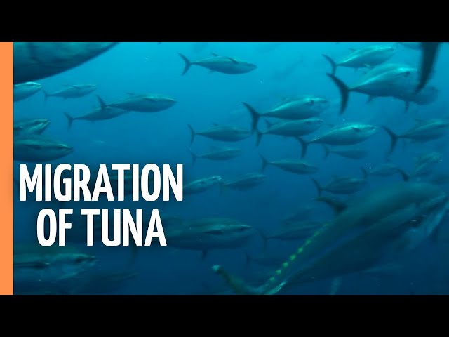 The fascinating migration of tuna | Full Documentary