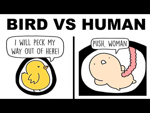 CARTOON MEMES