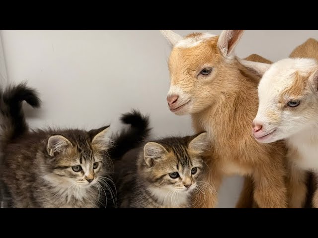 Goats kids play with kittens