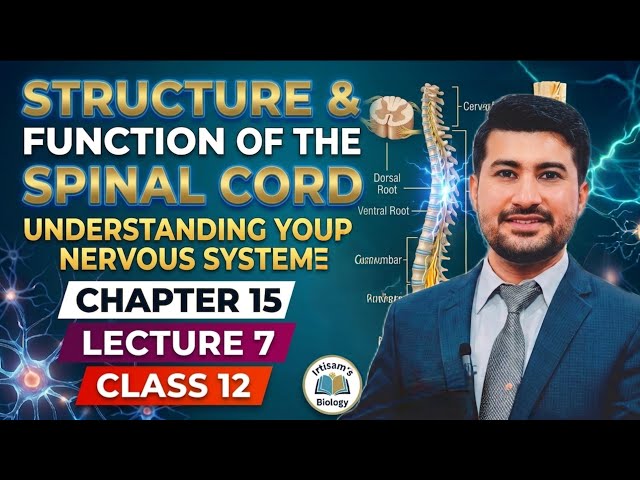 Spinal cord | Structure and function of Spinal cord | Irtisams biology