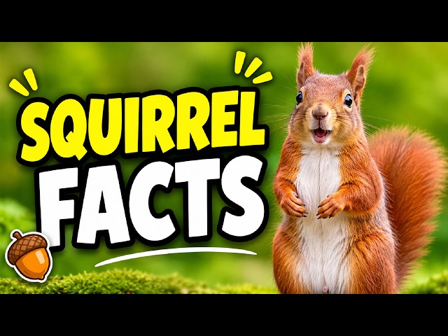 The Cute Life of The Squirrel! - 12 Facts about Squirrels For Kids!