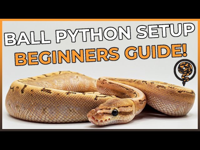 This is How You SHOULD Setup your Ball Python Enclosure in 2025!