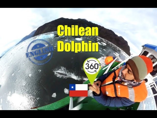 Chilean Dolphin - Chile 360 *English #ThePatuo 72